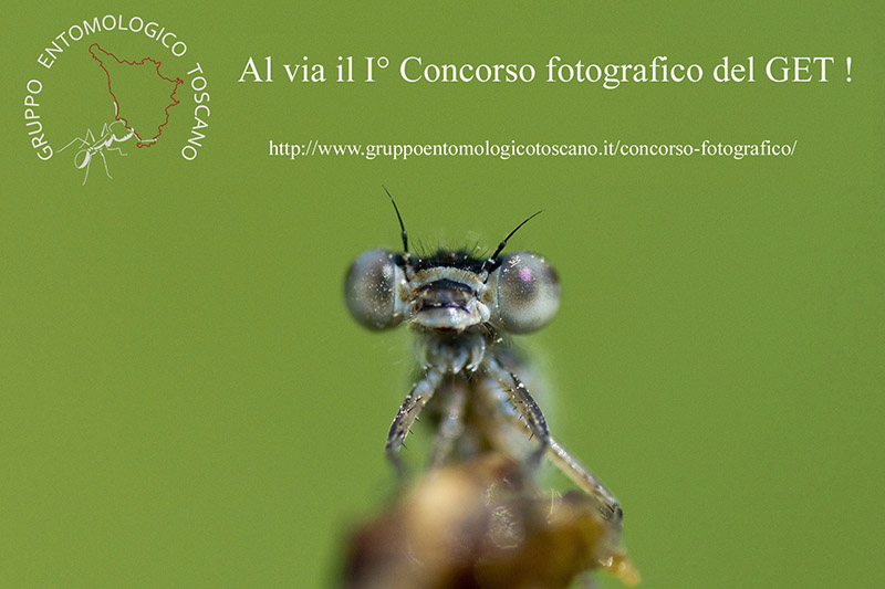 Concorso fotografico del Gruppo entomologico Toscano